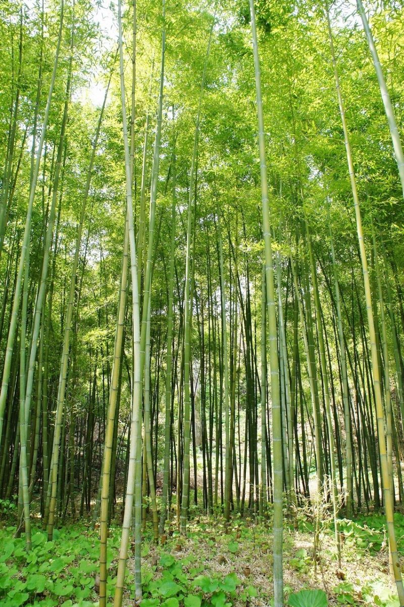 松前町の孟宋竹林